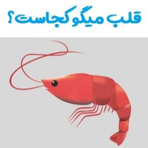 قلب میگو