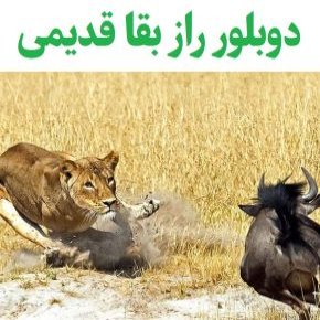 دوبلور راز بقا