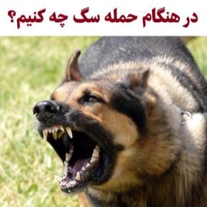 حمله سگ