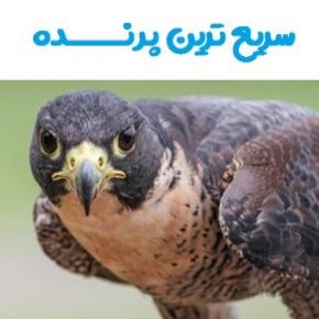 سریع ترین پرنده