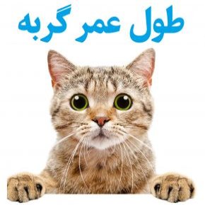 طول عمر گربه