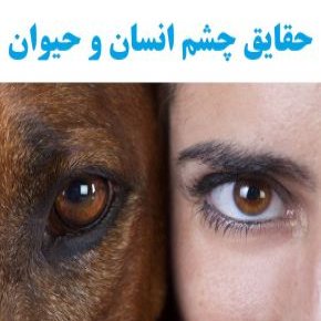 حقایق و دانستنی درباره چشم انسان و حیوان