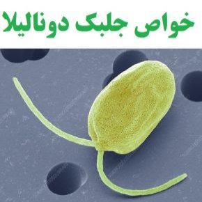جلبک دونالیلا