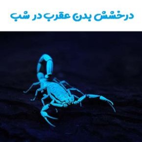 درخشش بدن عقرب