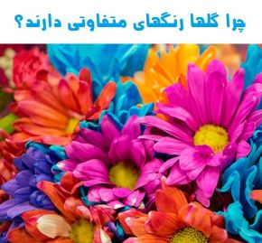چرا گلها رنگهای متفاوتی دارند؟