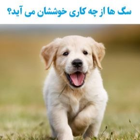 علاقه مندی سگ ها