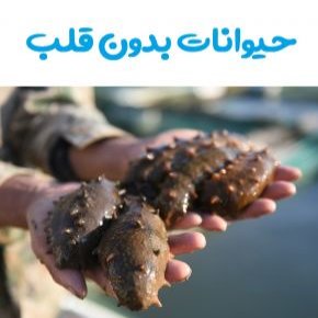 موجود بدون قلب