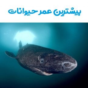 بیشترین عمر حیوانات