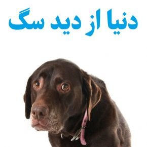 دنیا از دید سگ