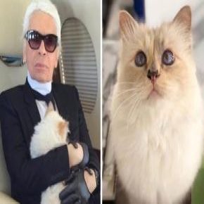 گربه کارل لاگرفلد