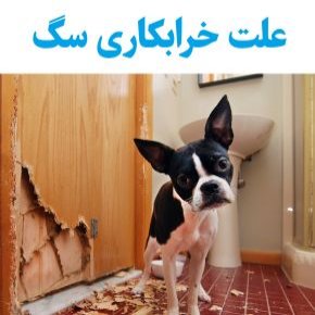 علت خرابکاری سگ