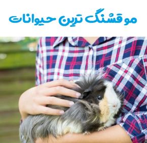 معرفی حیوانات خوشگل با قشنگ ترین موها