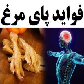 فواید پای مرغ