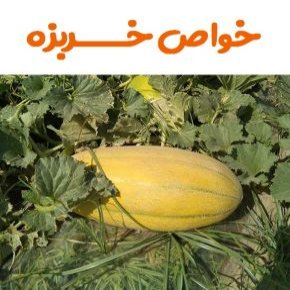 فواید خربزه