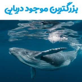 بزرگترین موجود دریایی