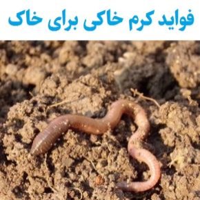 فواید کرم خاکی برای خاک