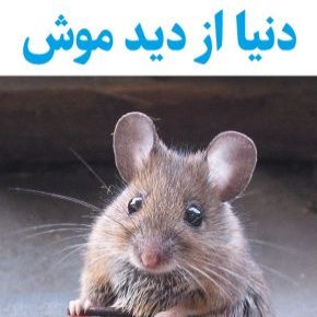 دنیا از دید موش
