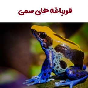 قورباغه های سمی