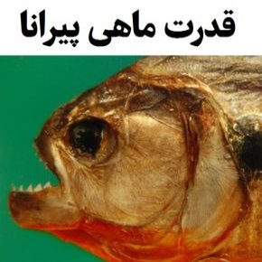 قدرت ماهی پیرانا