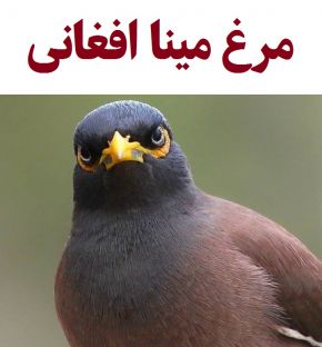 نحوه تشخیص مرغ مینا افغانی و تفاوت با سایر نژادها