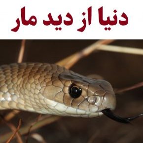 دنیا از دید مار