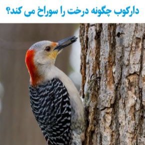 سوراخ کردن درخت توسط دارکوب