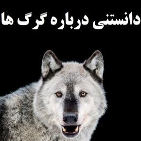 دانستنی گرگ