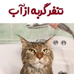 تنفر گربه از آب