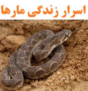مار | دانستنی و حقایق شگفت انگیز درباره زندگی مارها