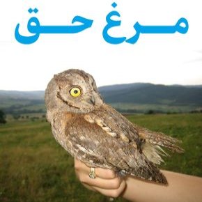 مرغ حق