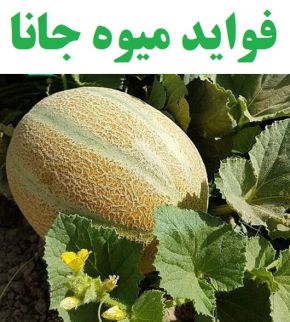 خواص و فواید طالبی جانا(خربزه زودرس) و عوارض آن