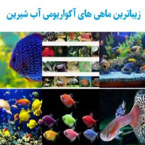 زیباترین ماهی های آکواریومی آب شیرین