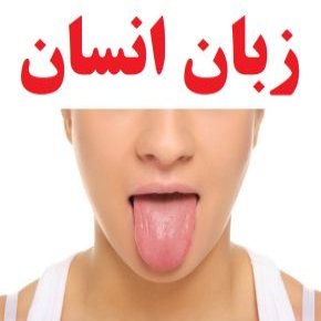زبان انسان