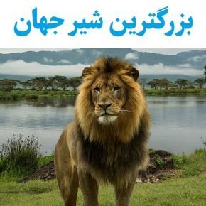 بزرگترین شیر جهان
