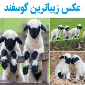 زیباترین گوسفند