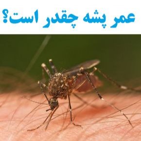 عمر پشه