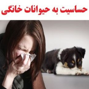 آلرژی به حیوانات خانگی
