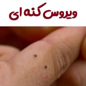 ویروس کنه ای