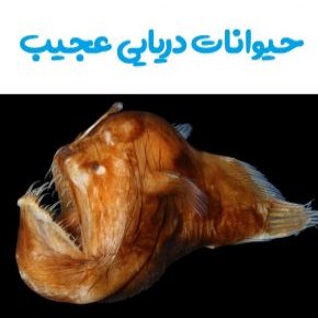 حیوانات دریایی عجیب