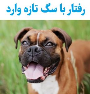 رفتار با سگ تازه وارد برای صاحب جدید سگ