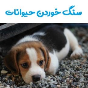 سنگ خوردن حیوانات
