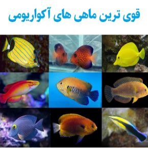 قوی ترین ماهی های آکواریومی