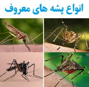 انواع پشه های معروف کدامند؟