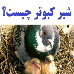 شیر کبوتر