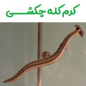 حقایق عجیب درباره کرم کله چکشی + نحوه تولید مثل