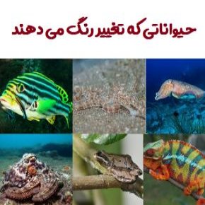 تغییر رنگ حیوانات