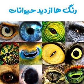 رنگ ها از دید حیوانات