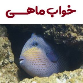 خواب ماهی