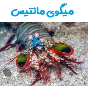 دانستنی های باورنکردنی میگو مانتیس(میگوی ضربه زن)