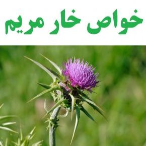 خواص خار مریم